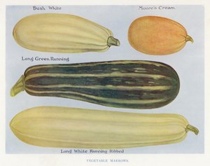 Guía del Cultivador de Vegetales: Calabacines de English School