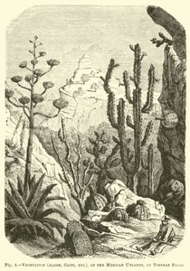 Vegetación (Aloes, Cactus, etc.), de las Tierras Altas Mexicanas, o Tierras Frías de English School