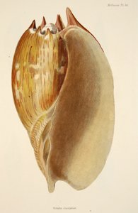 Veluta Georgina, de The Mollusca and Radiata, pub. 1833