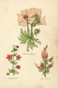 Malva de verbena, Pimpinela, Flecha de descanso (litografía en color) de English School