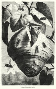 Vespa sylvestris y nido
