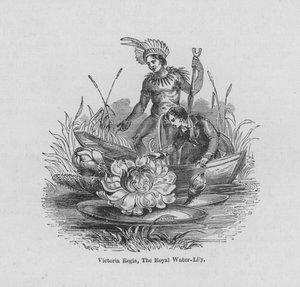 Victoria regia, El lirio de agua real