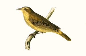 Mosquitero de Vieillot, ilustración de 