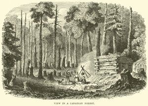 Vista en un bosque canadiense