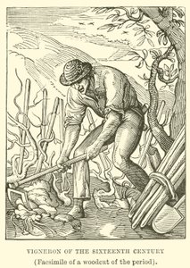Viñador del siglo XVI
