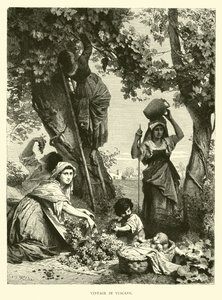 Vendimia en Toscana