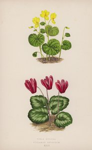 Viola Biflora; Cyclamen Repandum de English School