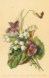 Violeta y lirio del valle de English School