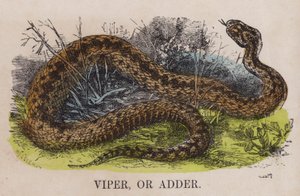 Víbora o áspid