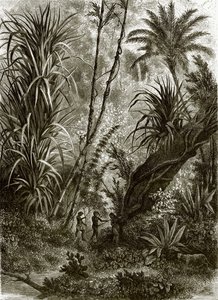 Selva virgen en Kar-Nikobar (Océano Índico) de English School