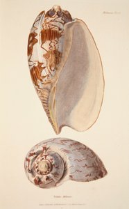 Voluta Miltonis, pub. 1833 grabado coloreado a mano de English School