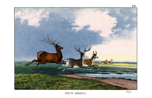 Wapiti de English School