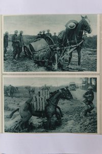 Caballos de guerra hundiéndose en el barro, norte de Francia, agosto de 1917 de English School