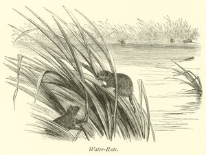Ratas de Agua de English School