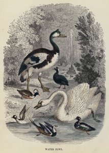 Aves acuáticas (grabado) de English School