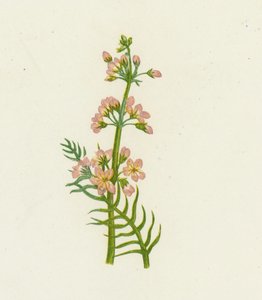 Violeta de agua, Hottonia Palustris