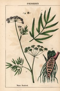 Cicuta de agua que muestra las hojas, la estructura de la raíz y las flores. Cicuta virosa   , de "The Instructive Picturebook, or Lessons from the Vegetable World", [Charlotte Mary Yonge], Edimburgo de English School