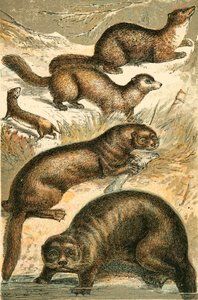 Comadreja, marta, armiño, nutria y nutria marina de English School