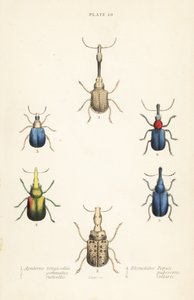 Gorgojos: Attelabus longicollis 1, Attelabus gemmatus 2, Attelabus ruficollis 3, Byctiscus populi 4, Rhycnhites pubescens 5, y Rhynchites collaris 6 de English School