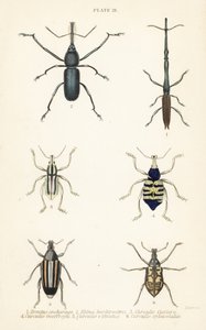 Gorgojos: Brentus ancharago 1, Rhina barbirostris 2, Curculio cuviera 3, Eupholus geoffroyi 4, Larinus ursus 5 y Curculio sphacelatus 6
