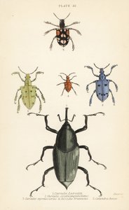 Gorgojos y escarabajos: Curculio latreillii 1, Curculio sexdecempunctatus 2, Trichaptus mutillarius 3, Pissodes castaneus 4 y Calandra heros 5 de English School