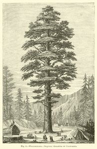 Wellingtonia (Sequoia) gigantea de California de English School