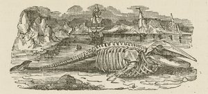 Esqueleto de ballena (grabado)