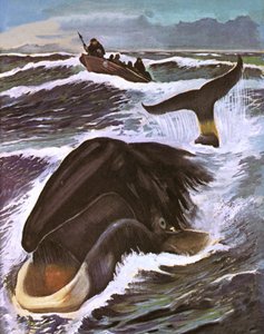 Caza de Ballenas de English School