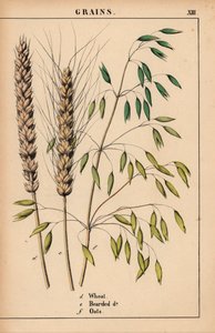 Trigo, trigo barbado y avena.  , de "The Instructive Picturebook, or Lessons from the Vegetable World", [Charlotte Mary Yonge], Edimburgo
