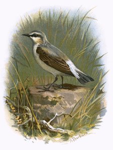 Collalba