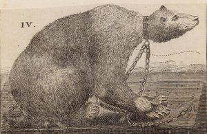 Oso Blanco exhibido en la Casa de Mr. Body, Mulberry Garden de English School