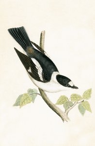 Papamoscas de collar blanco, ilustración de 