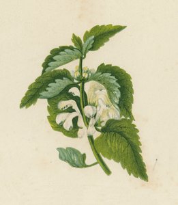 Ortiga blanca muerta, Lamium Album (litografía en color) de English School