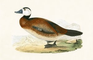 Pato de cabeza blanca, ilustración de 