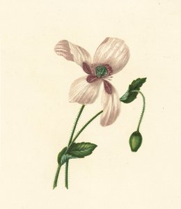 Amapola blanca, Papaver Somniferum (litografía en color) de English School
