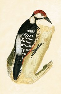 Pico de lomo blanco, ilustración de 