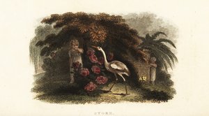Cigüeña blanca, Ciconia ciconia, jugando al escondite con niños en un jardín