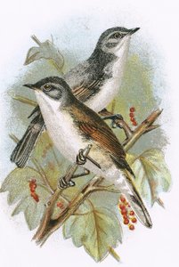 Curruca zarcera (abajo) y curruca mosquitera (arriba)
