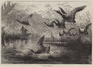 Caza de aves acuáticas de English School