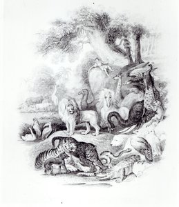 Animales Salvajes de 