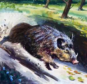 Jabalí (gouache sobre papel)