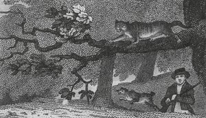 Gato salvaje (grabado)
