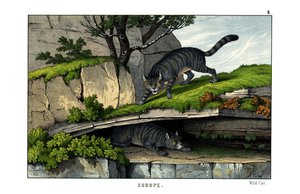 Gato salvaje