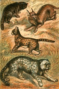 Gato salvaje, serval, onza y caracal de English School