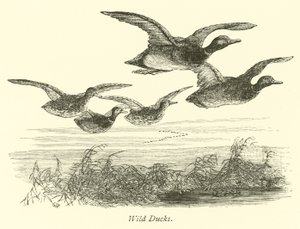 Patos salvajes de English School