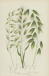 Hierba de avena silvestre, hierba de avena puntiaguda, hierba de avena perenne de hoja estrecha (litografía en color) de English School