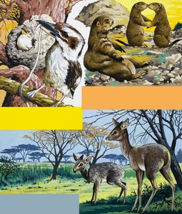 Montaje de animales salvajes
