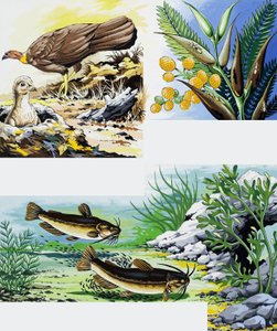 Montaje de animales salvajes