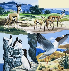 Montaje de animales salvajes