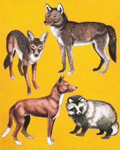 Montaje de perros salvajes de English School
